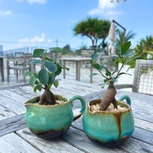 ​『feliceフェリーチェ』ガジュマル🪴